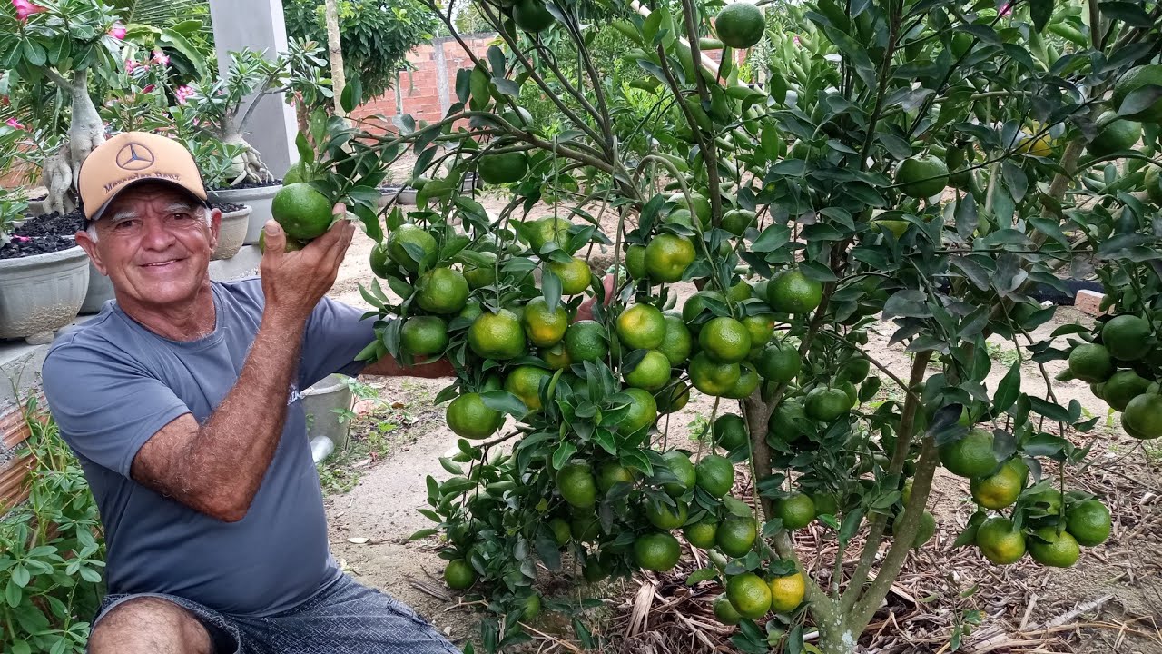 APRENDA COMO AUMENTAR A PRODUÇÃO DAS LARANJEIRAS!