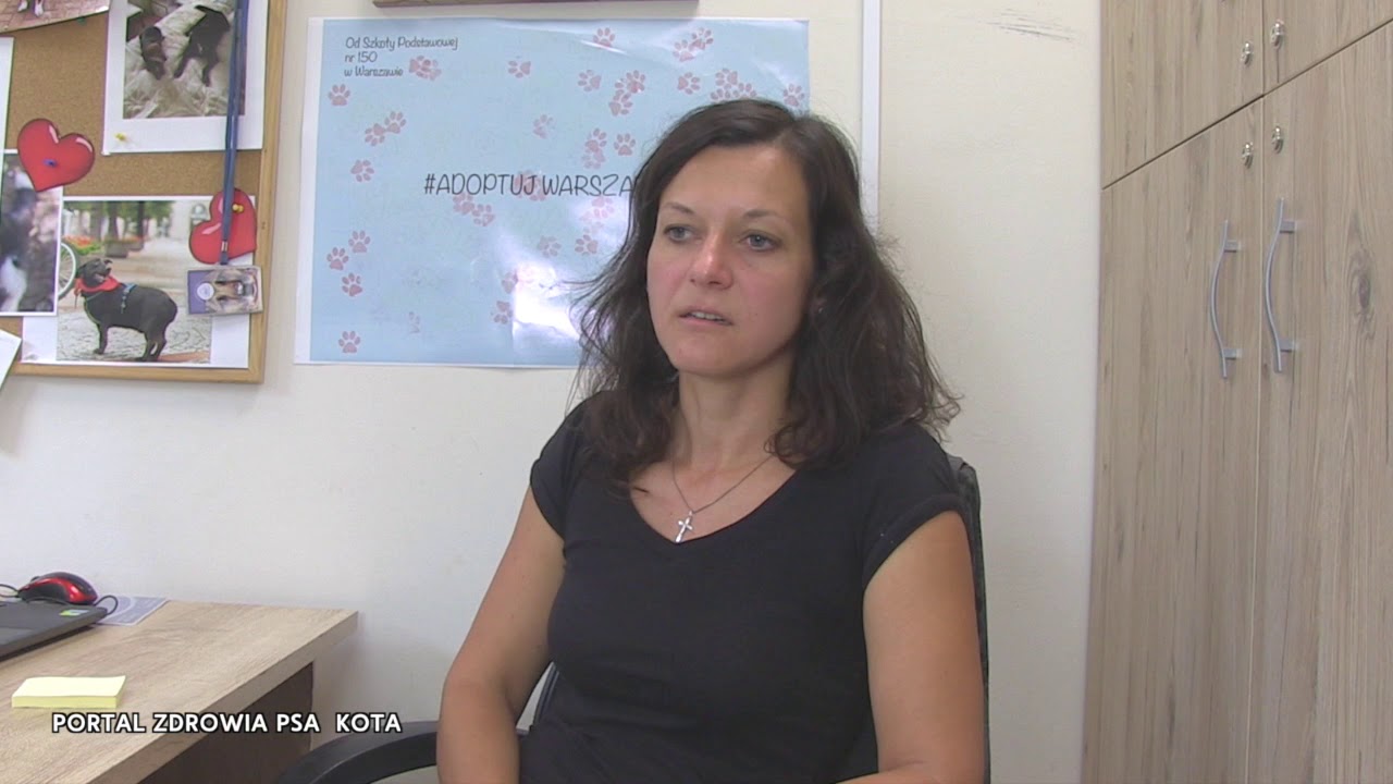 Dlaczego kot umiera w schronisku? Joanna Skrajnowska - schronisko Na Paluchu