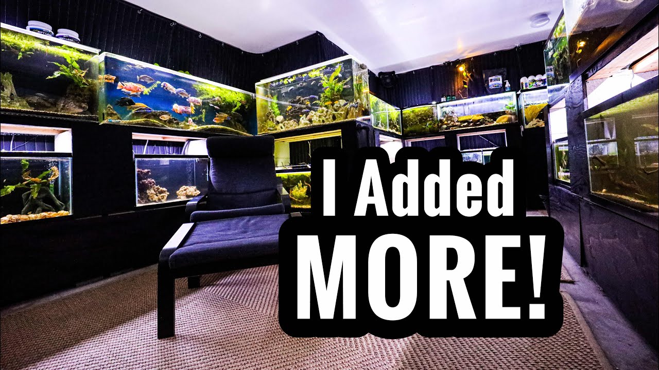 Tazawa Tanks завершили тур FISHROOM TOUR - 2021