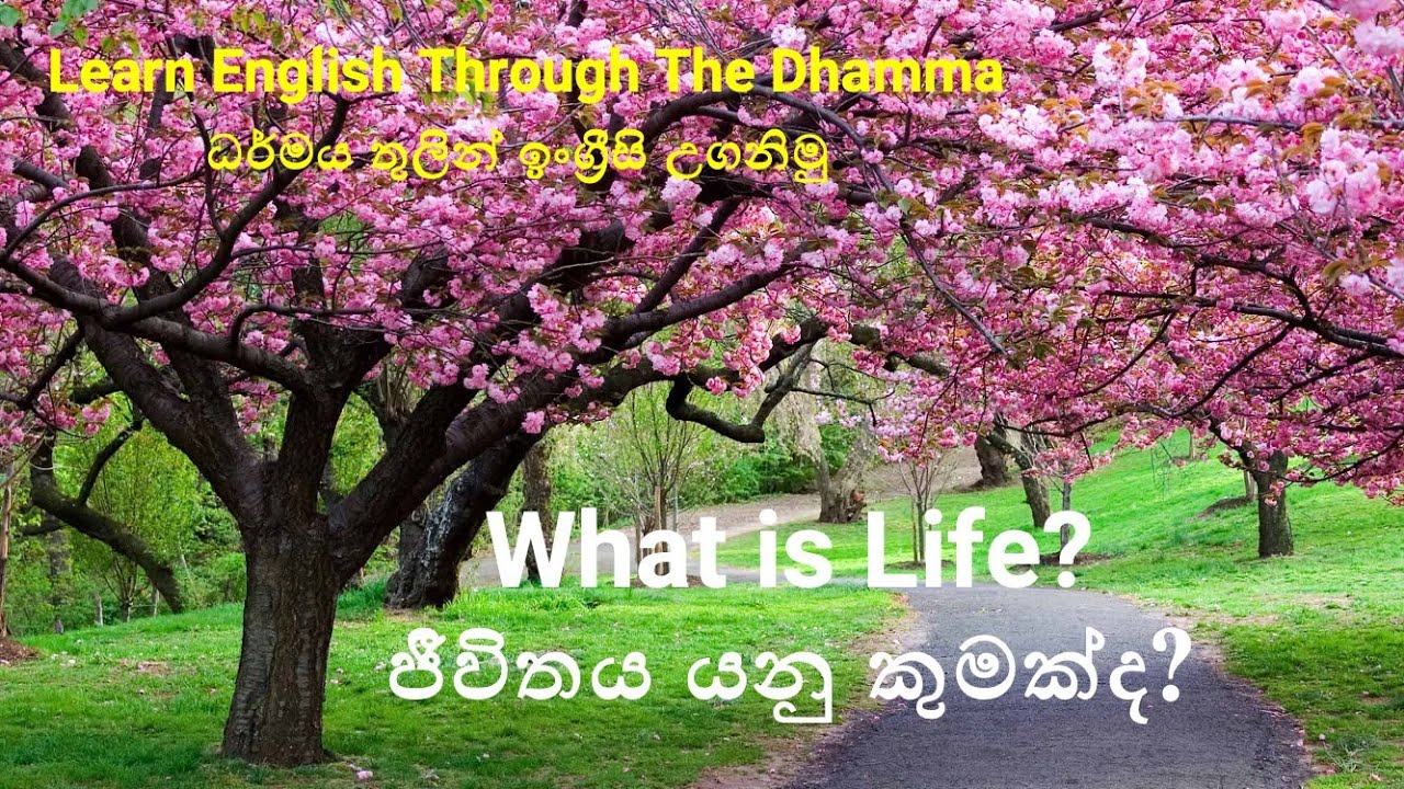 What is Life? | ජීවිතය යනු කුමක්ද? ධර්මය තුලින් ඉංග්‍රීසි උගනිමු.
