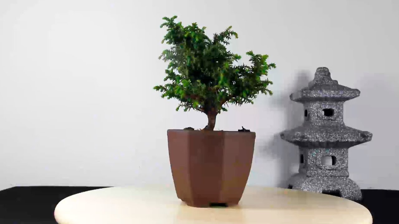 Corrigiendo tronco bonsai Cryptomeria Japónica (Cedro japonés)