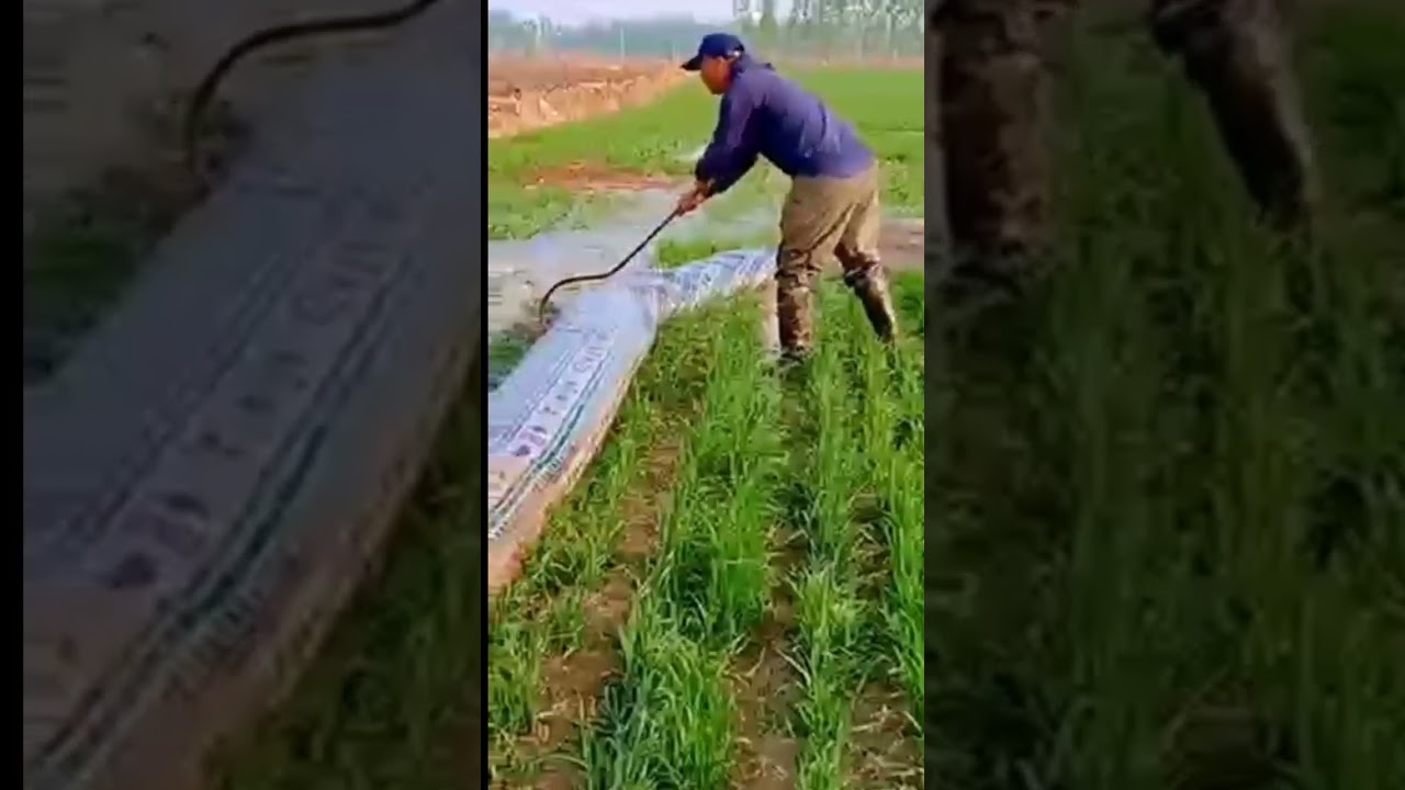 skill unik cara pengairan sawah pakai selang mirip ular raksaka #shorts