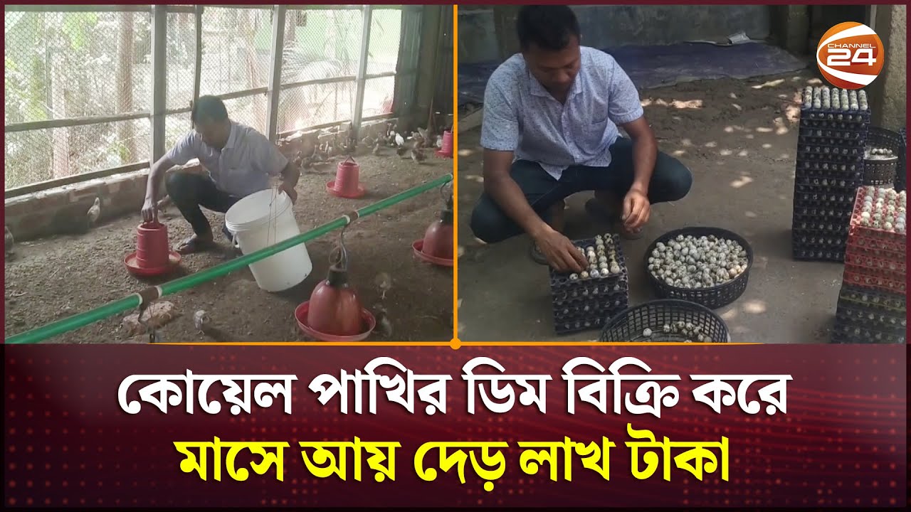 কোয়েল পাখির ডিম বিক্রি করে মাসে আয় দেড় লাখ টাকা | Gaibandha News | Channel 24
