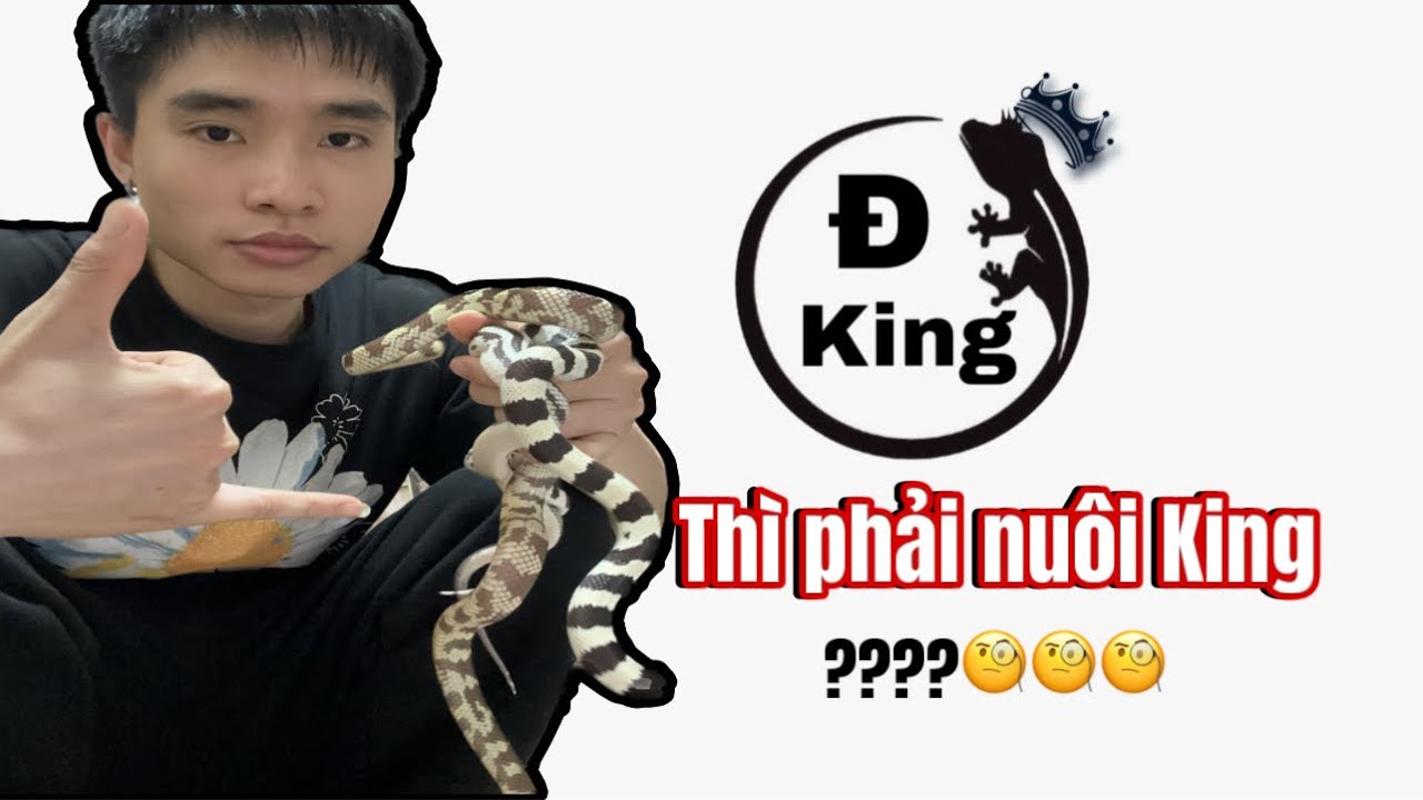 King snake - Rắn Vua vị vua của giới rắn cảnh