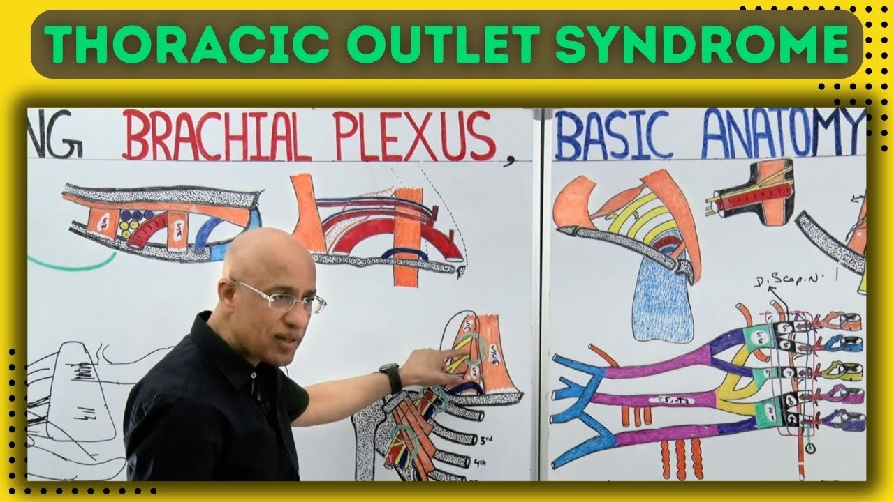 Thoracic Outlet Syndrome | TOS | Anatomy