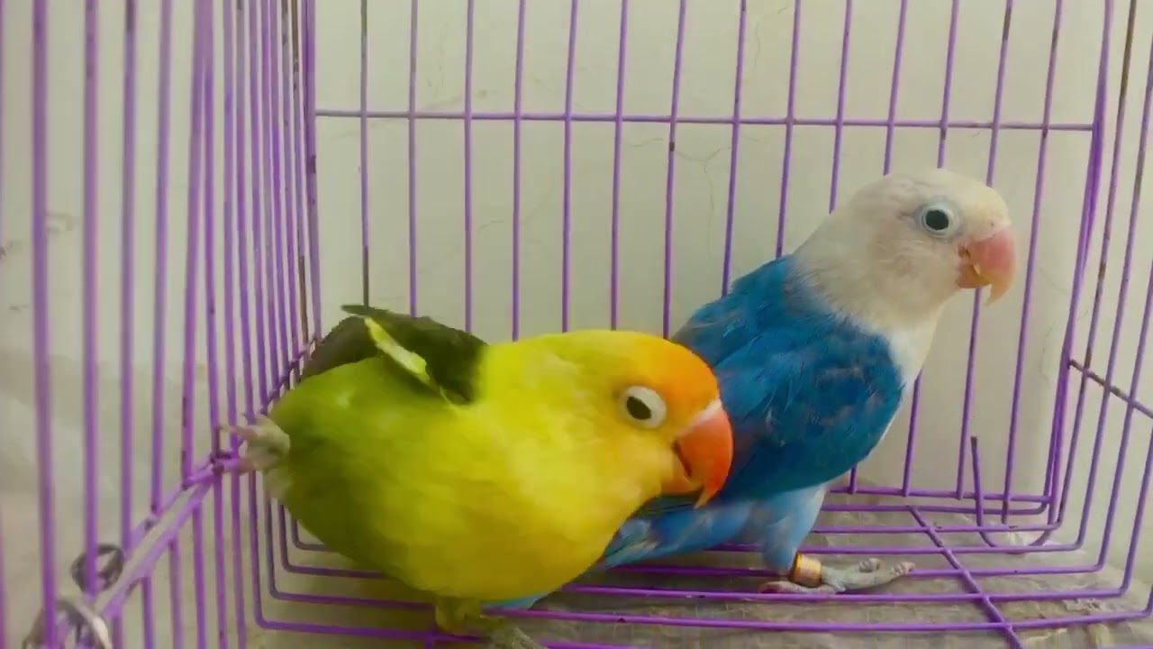 Mauve parblue and cobalt Sable lovebirds @qualitybirdsaviary3330 #birds #parblue #lovebirds #quality