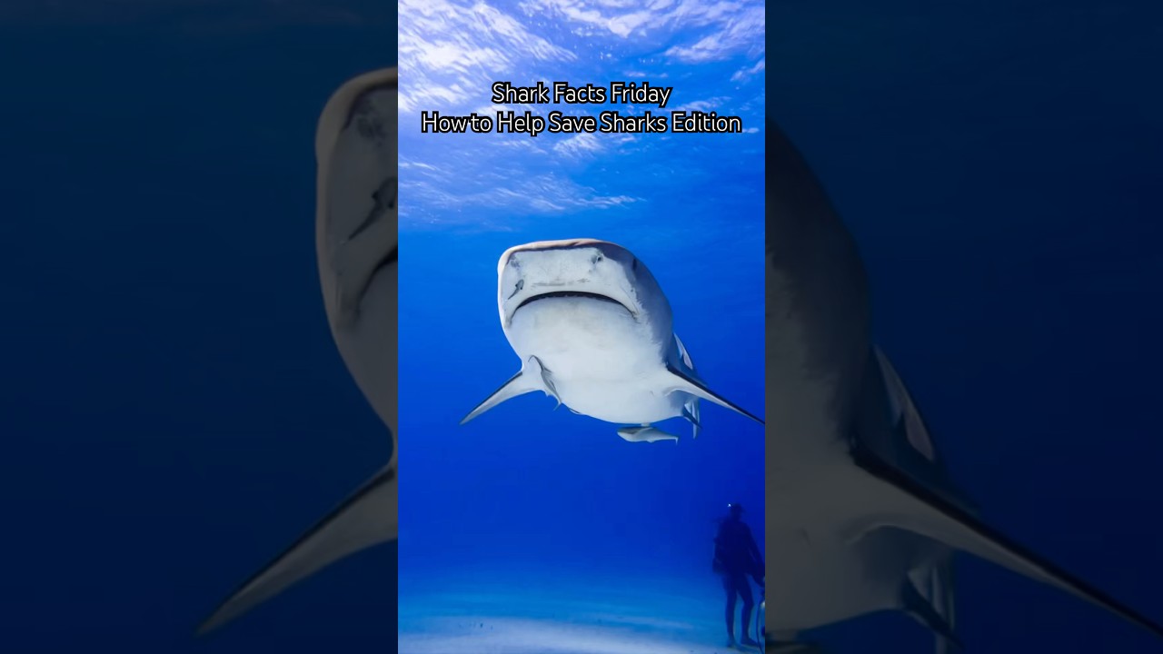 HOW can YOU help SAVE sharks? 🦈🫶 learn more in this video! #sharkfactsfriday #sharkeducation