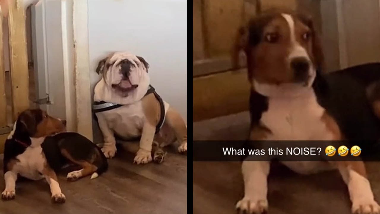 The dog next to him was FLABBERGASTED  🤣🤣🤣