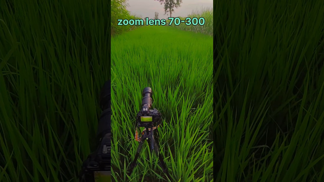 NiKON 70-300 mm lens 📸 