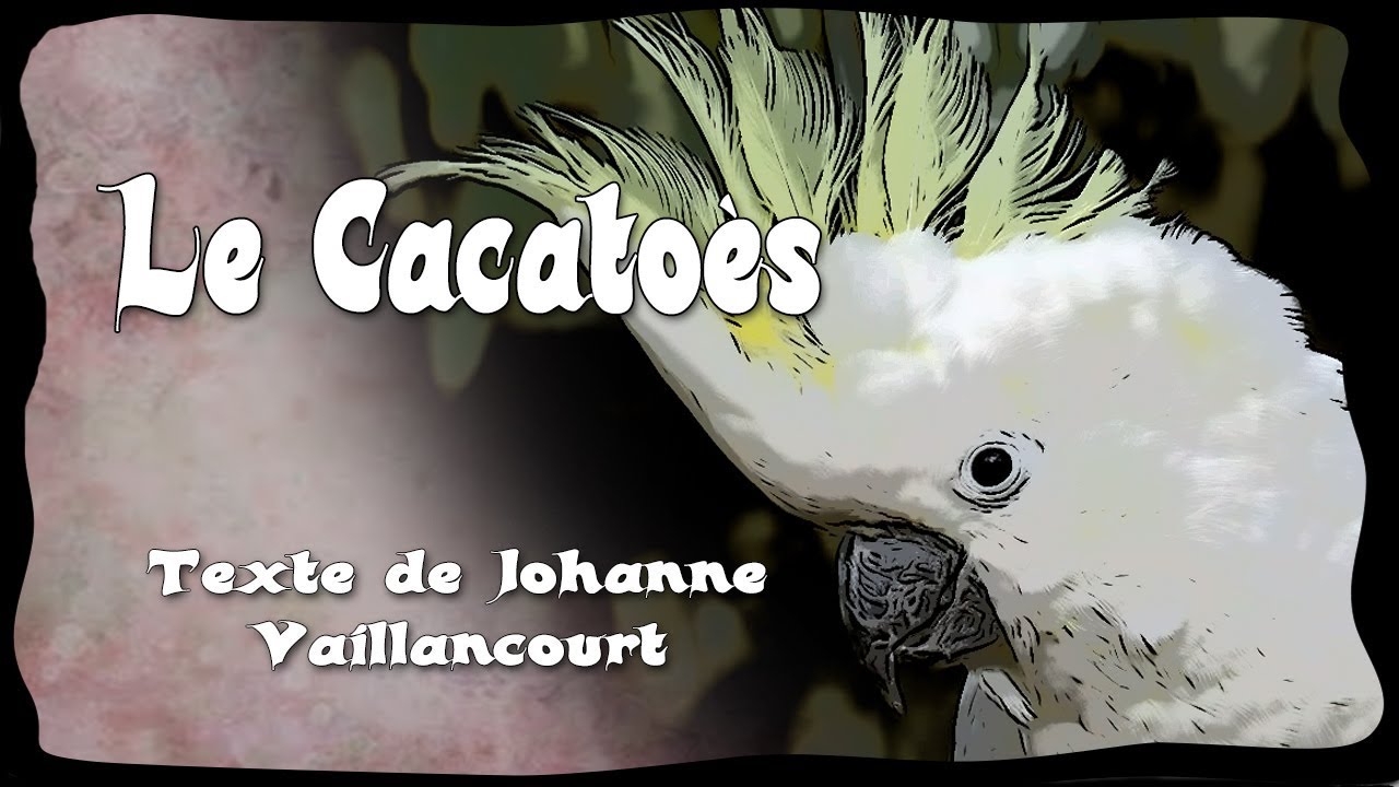 Le Cacatoès, selon le texte de Johanne Vaillancourt