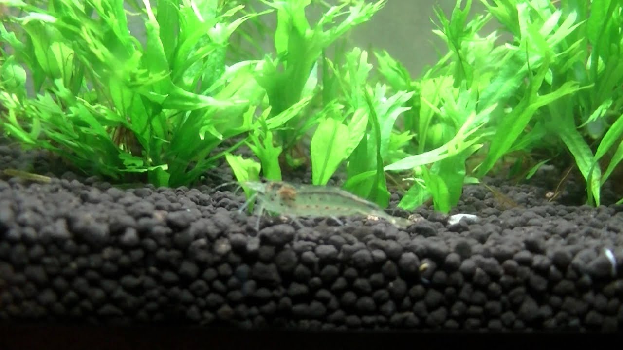 Caridina Multidentata - Yamato, Amano Shrimp