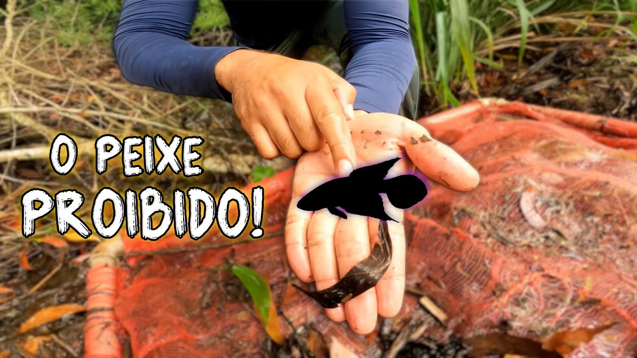ENCONTRAMOS O LENDÁRIO PEIXE DAS NÚVENS! PARTE 2