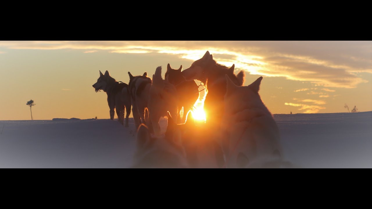 The Musher