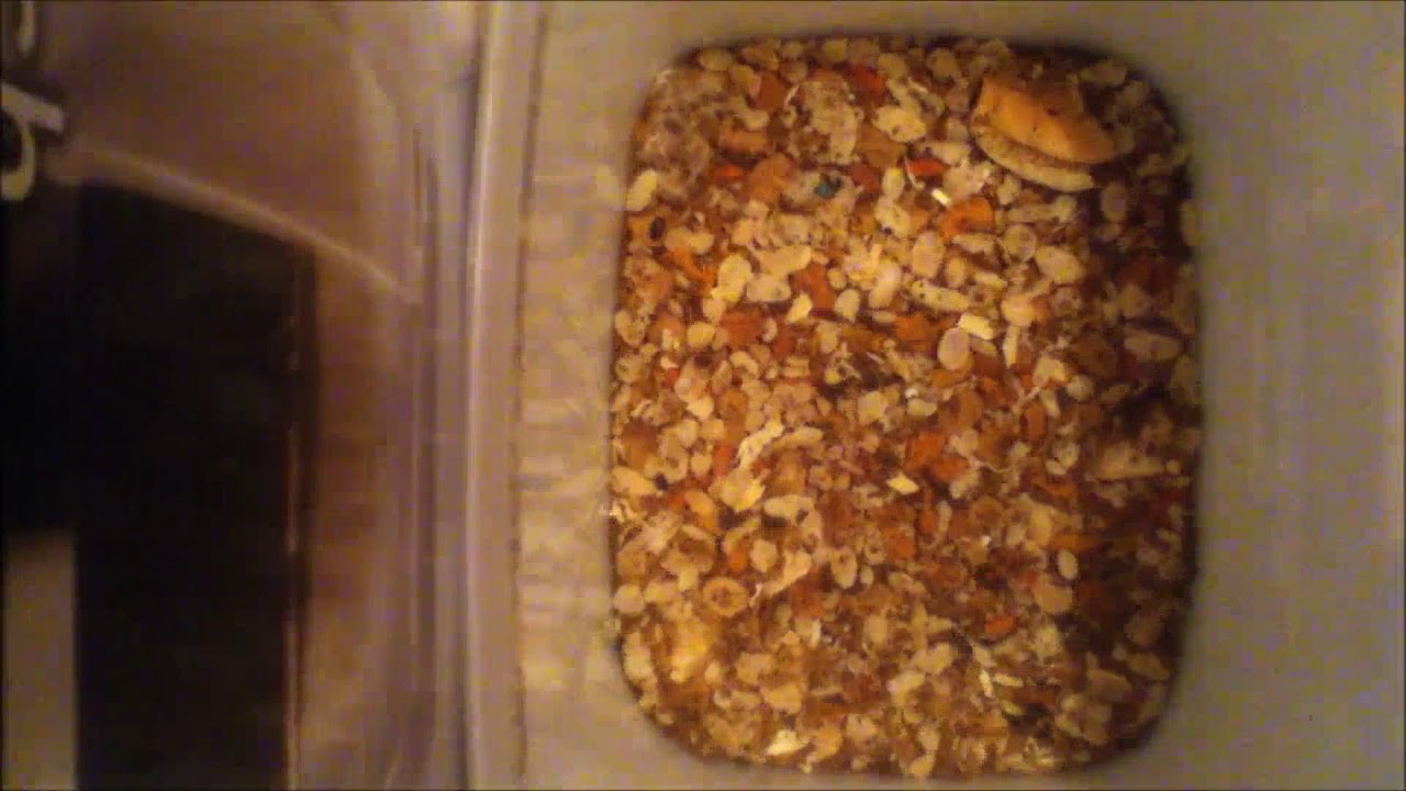 Dermestids: Attagenus unicolor Time-Lapse #12