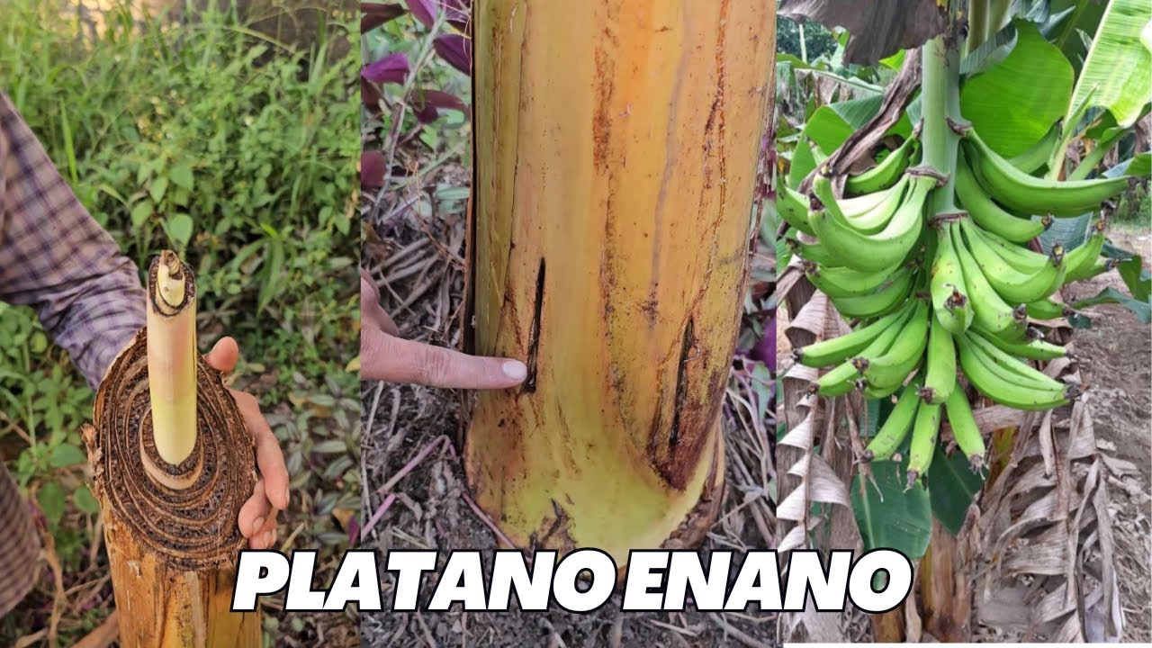 Poda y Capado de planta de Platano para tener cosecha en plantas enanas