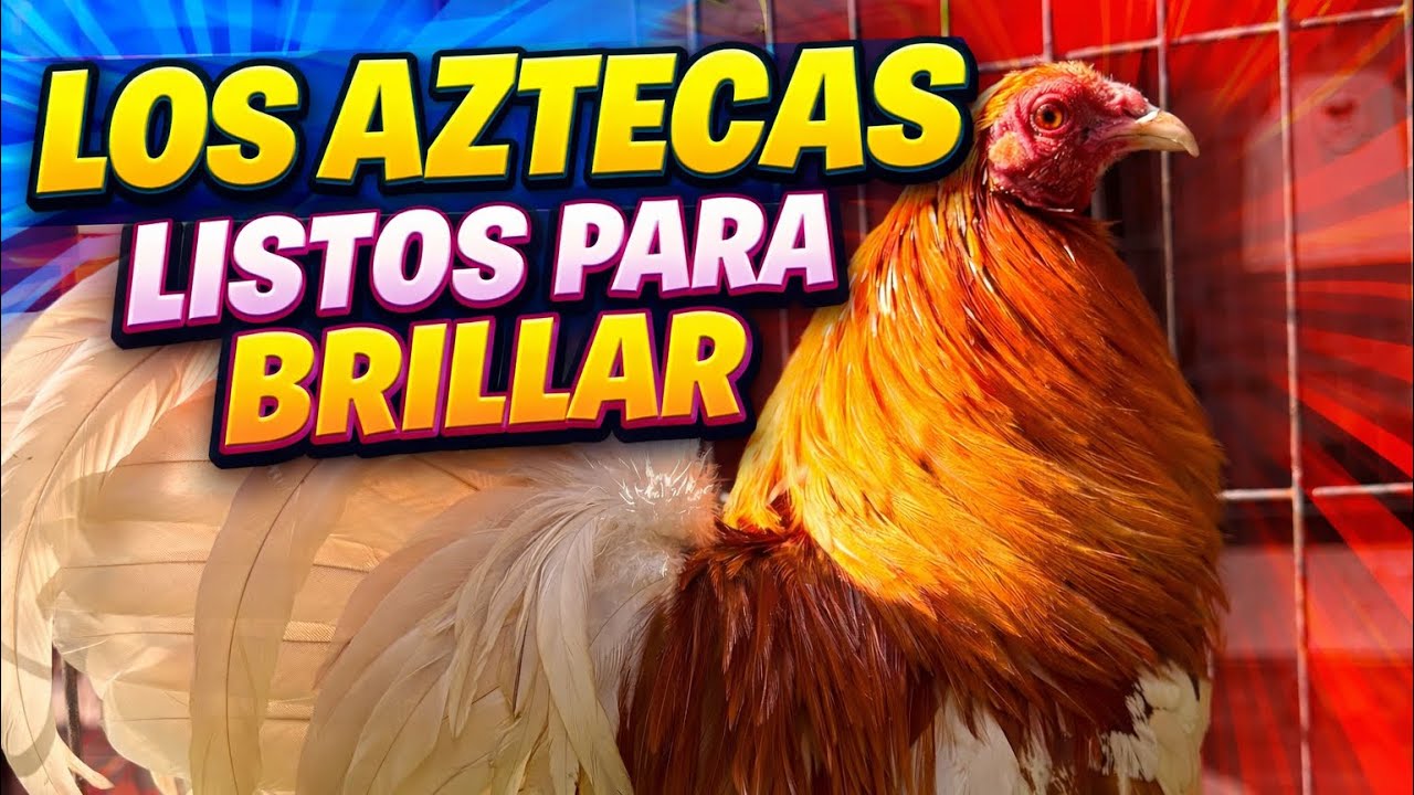✨ Listos para brillar en 2026 | Mis Kikirikís Aztecas rumbo a las grandes exposiciones