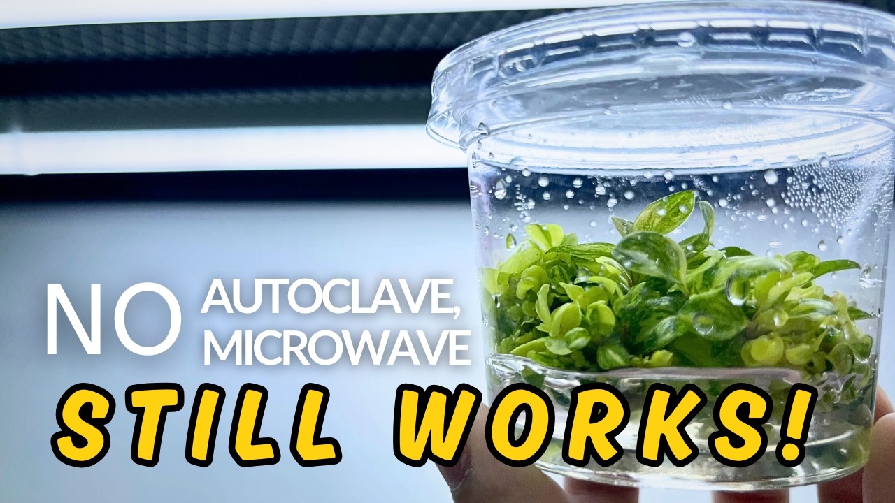 Prepare the EASIEST Tissue Culture Media — No Autoclave, No Microwave!