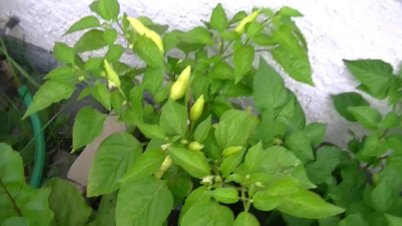 My Hot Pepper Garden 2023 - Video One