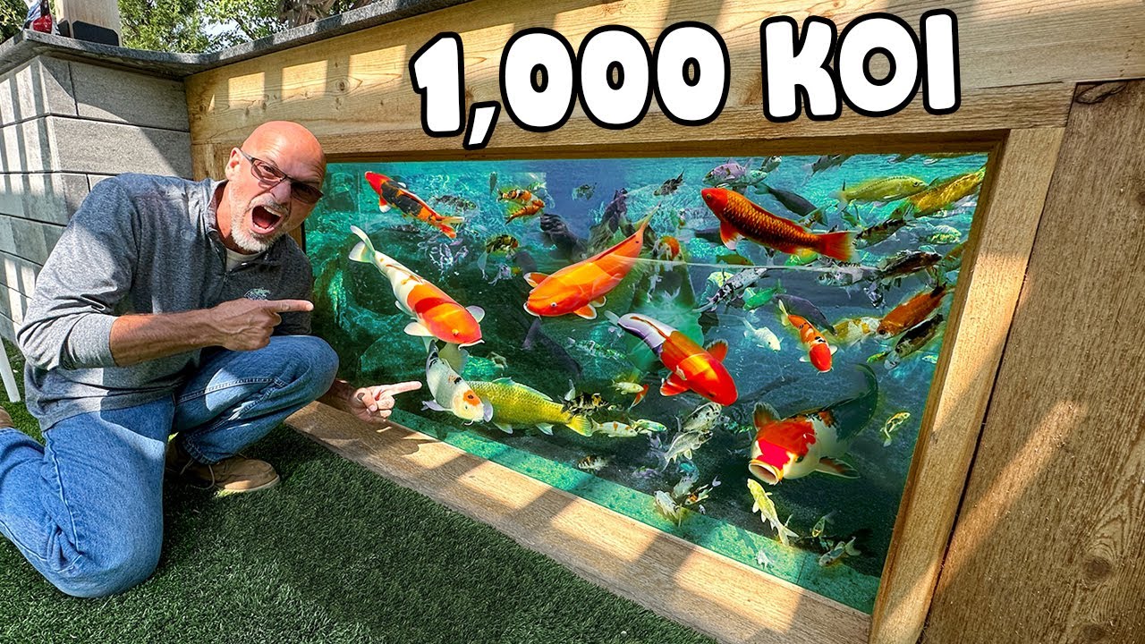 Giant Glass Window For 1,000 Koi