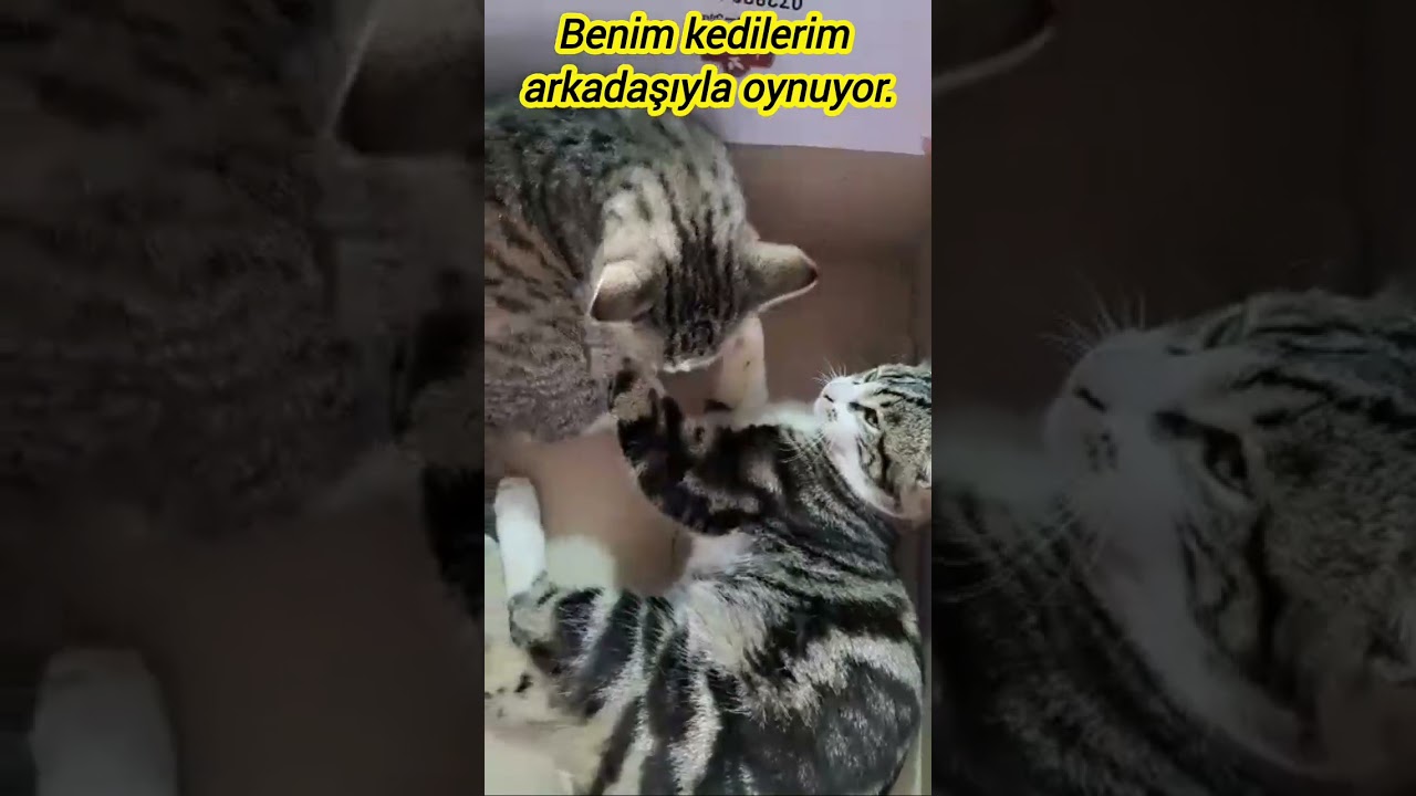 YAKIŞKLY KEDILERYM
