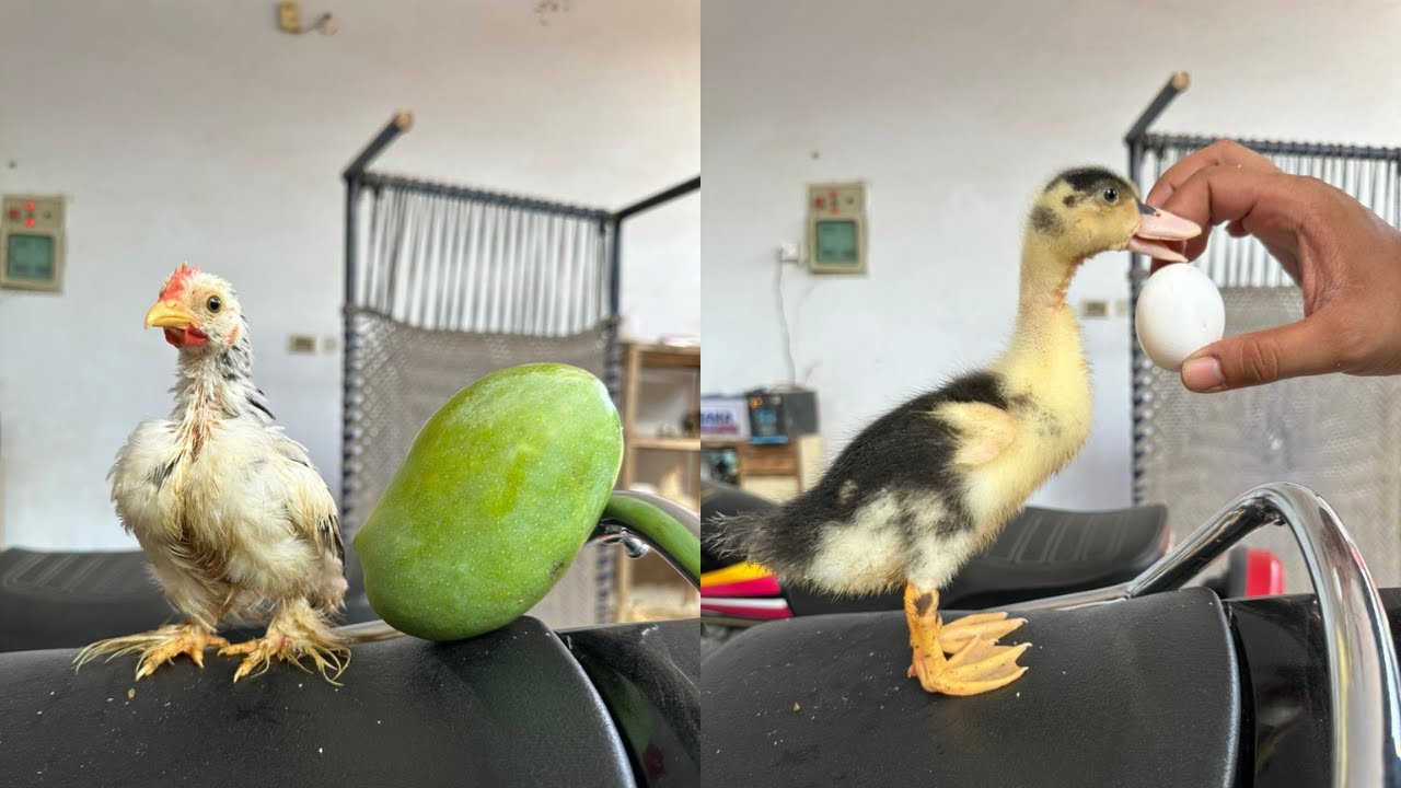 Chooz Lee Nay Aam Khaya Quacko Nay Anda 🐥🥭🦆🥚
