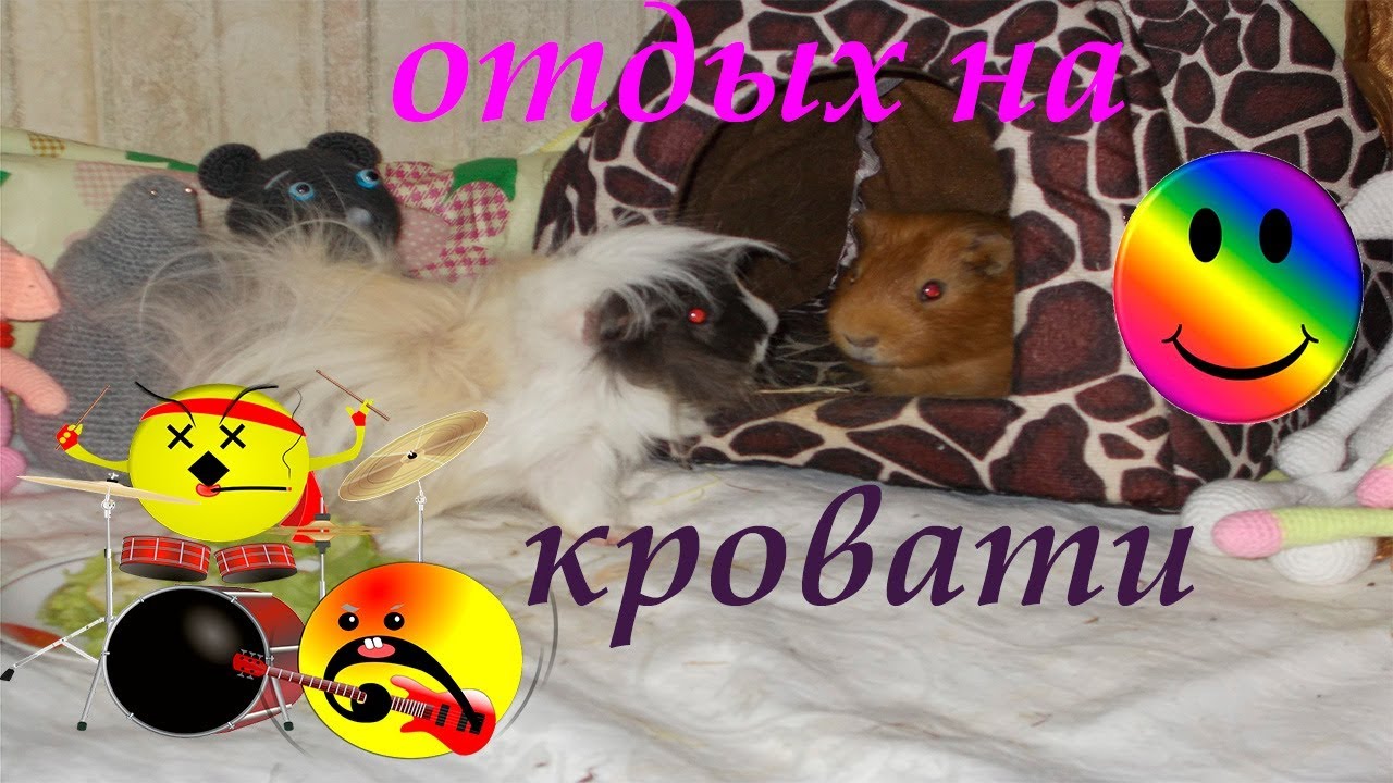 Морские свинки на отдыхают и гуляют на кровати