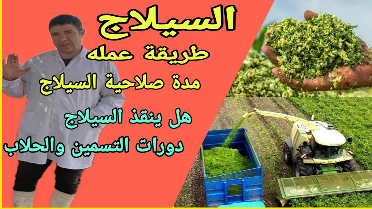 مع د/السيد الطوخي.وطريقة عمل السيلاج واسرار مدة صلاحية السيلاج وطريقة تخزينه.وماذا عن سيلاج البرسيم