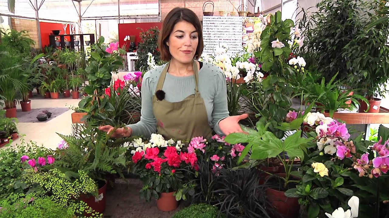O Nosso Jardim: Flores de Sombra