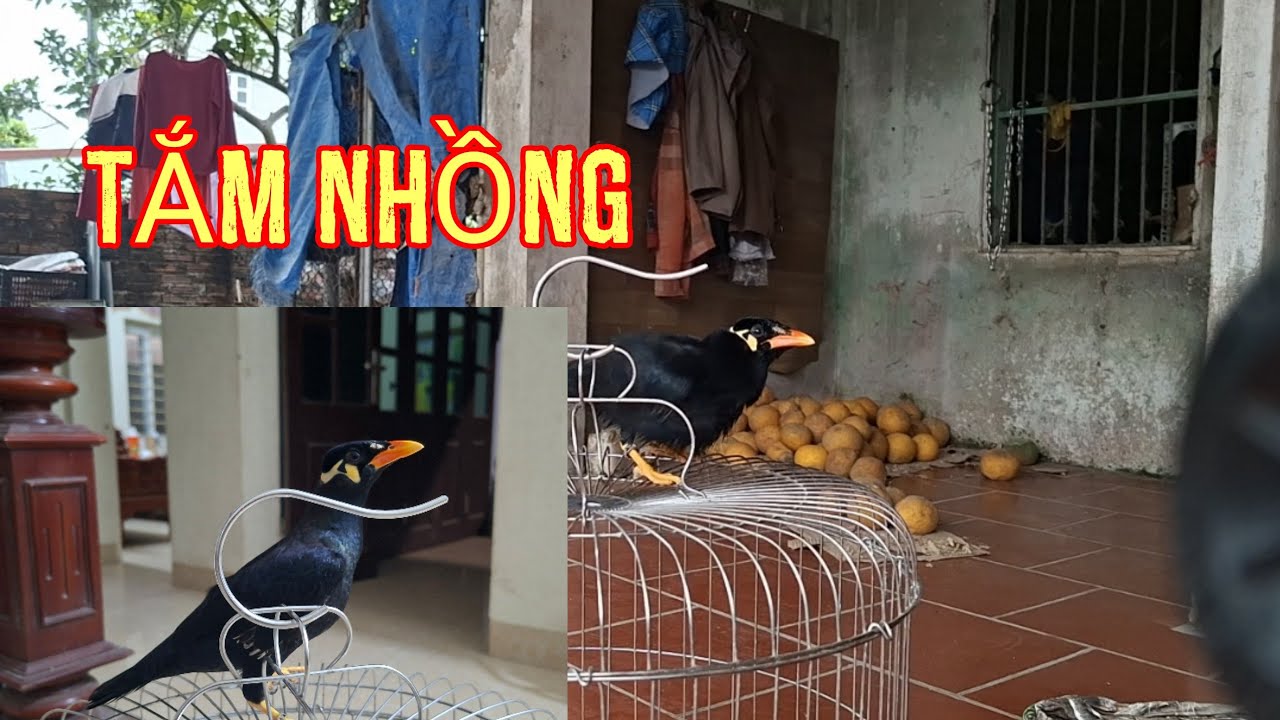 Tắm cho nhồng cực dễ.