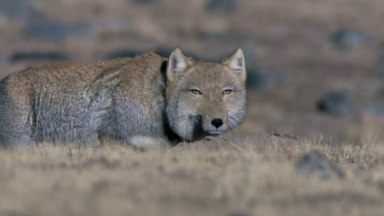 The Bizarre Tibetan Fox