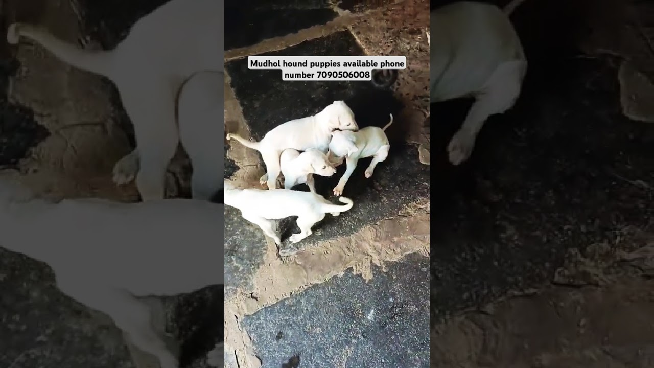 mudhol hound puppies sale phone number 7090506008