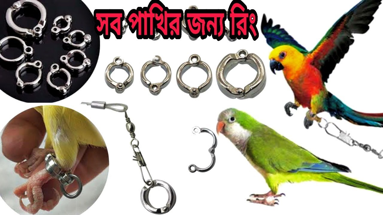 Macaw,african grey, Ringneck parrot China leg Ring & birds harness ||