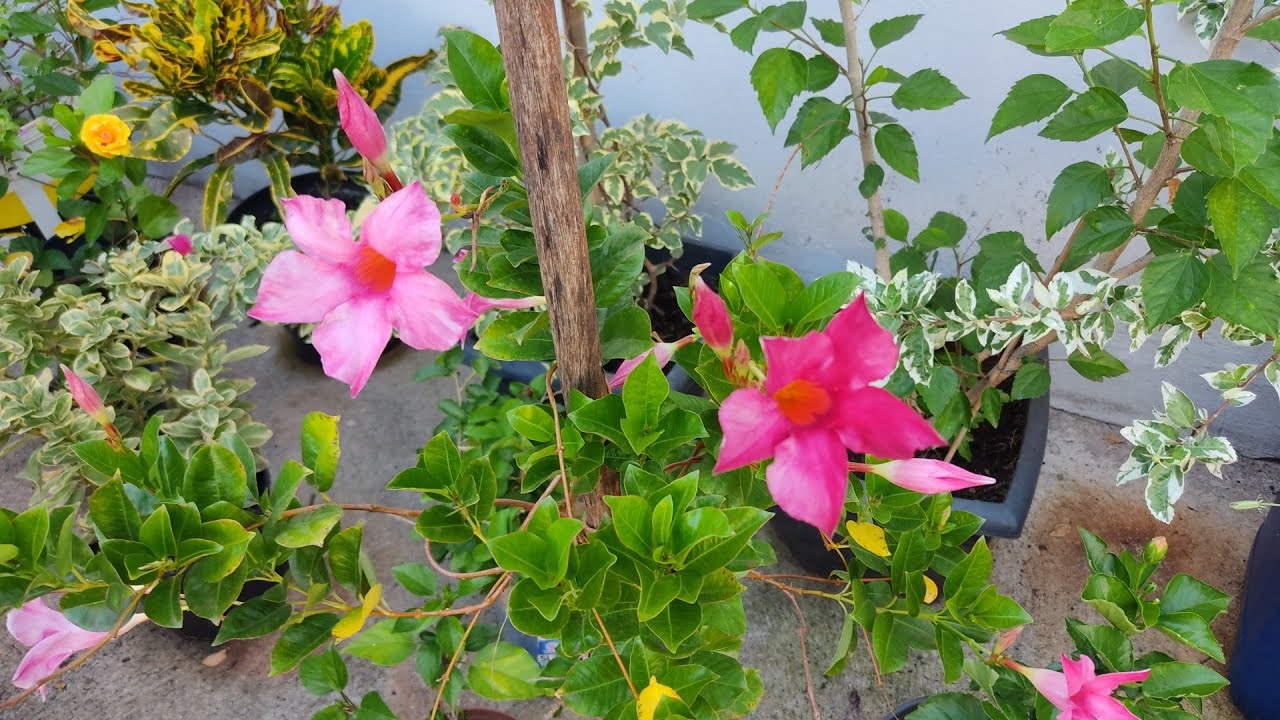 DIPLADENIA E SEUS CUIDADOS BÁSICOS 🌹🌷🌵