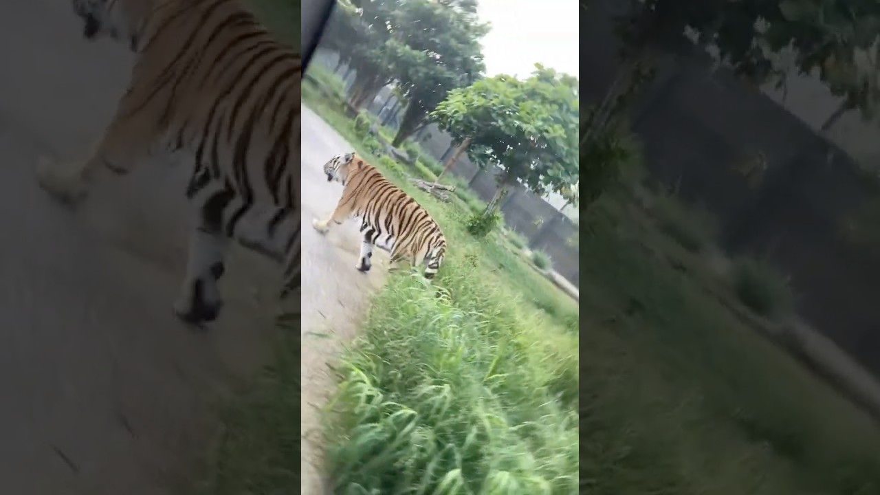 #dubaisafari  #safari #dubai #tiger #music #zoo #uae #animals #wildlife#tigerroar #zooanimals #roar