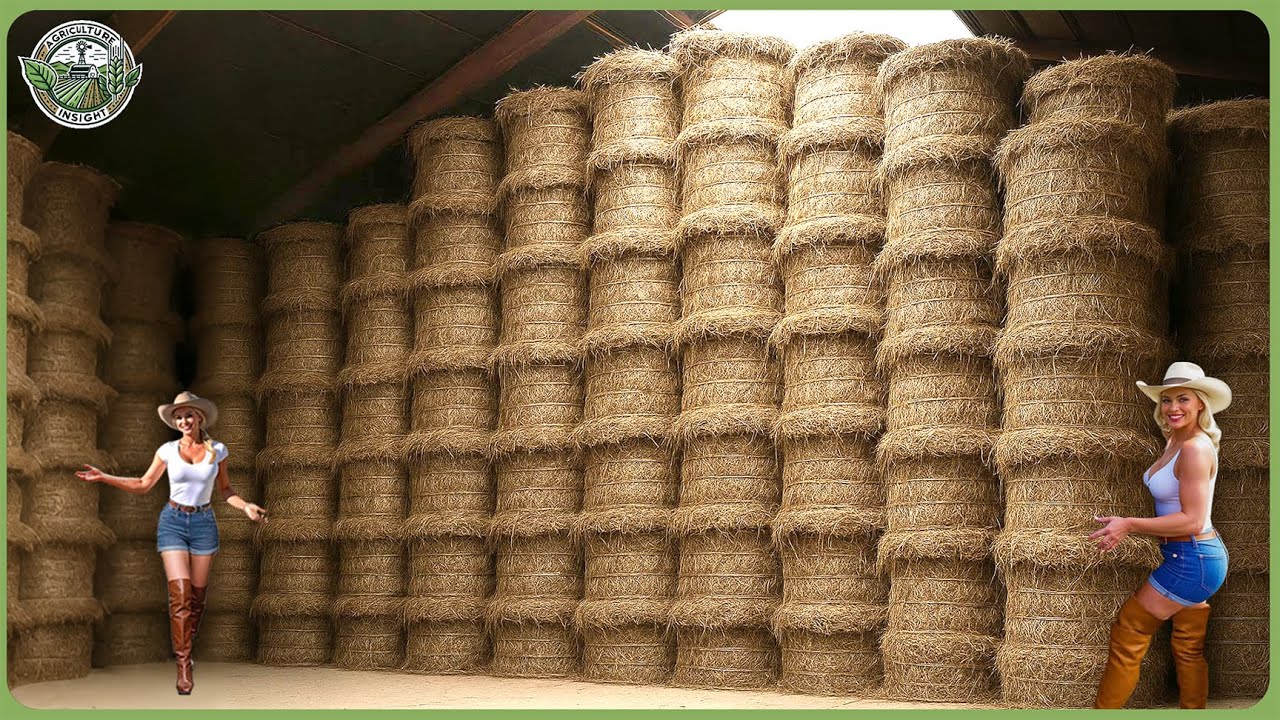 How Linen Is Made -  Fascinating Flax Processing of Million Tons In Modern Factory