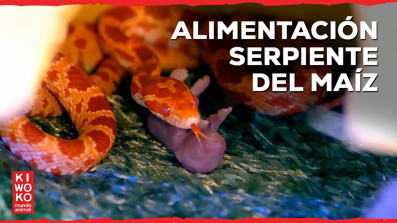 ¿Qué come la Serpiente del Maíz? 🐍 | Alimentación Reptiles | KIWOKO