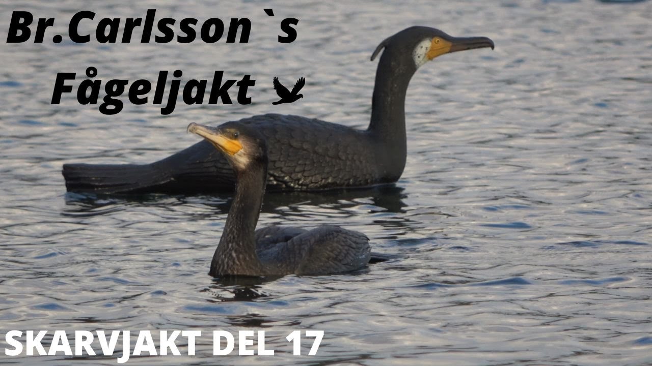 Skarvjakt Del 17