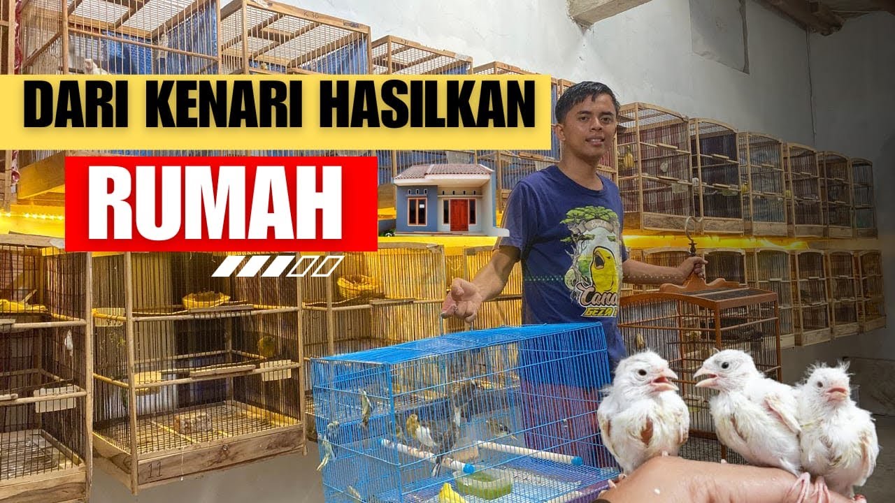 KEUNTUNGAN USAHA TERNAK KENARI ⁉️tips lancar sukses ternak kenari di sela pekerjaan