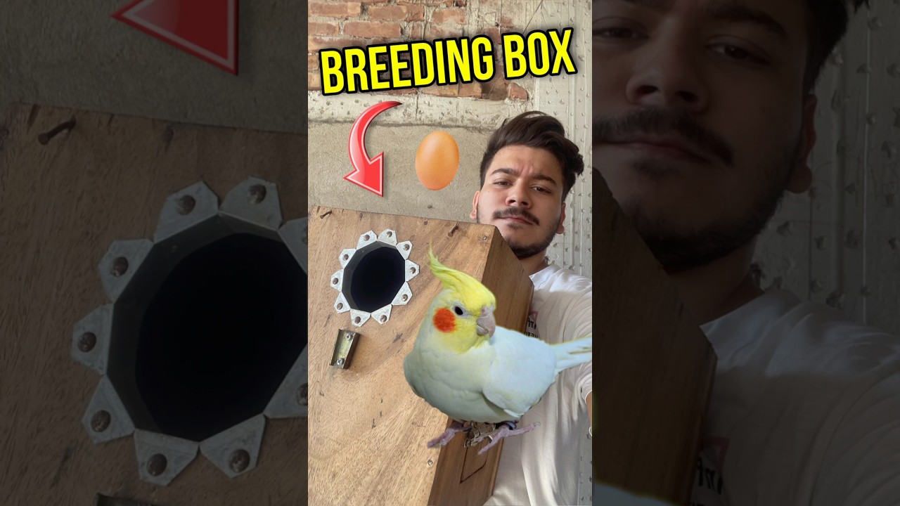 Breeding box for cockatiel #viralvideo #trendingshorts #subscribe #cute #breeding #box #cockatiel
