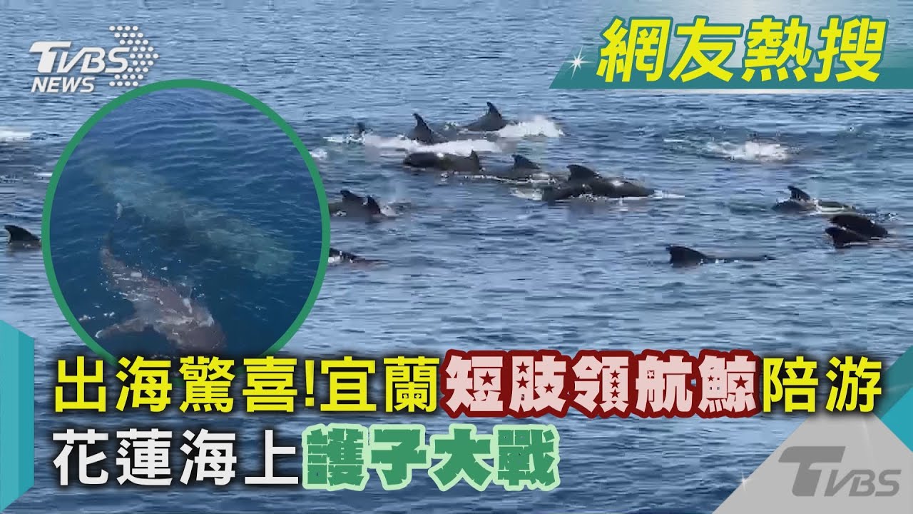 出海驚喜!宜蘭短肢領航鯨陪游 花蓮海上護子大戰｜TVBS新聞@TVBSNEWS01