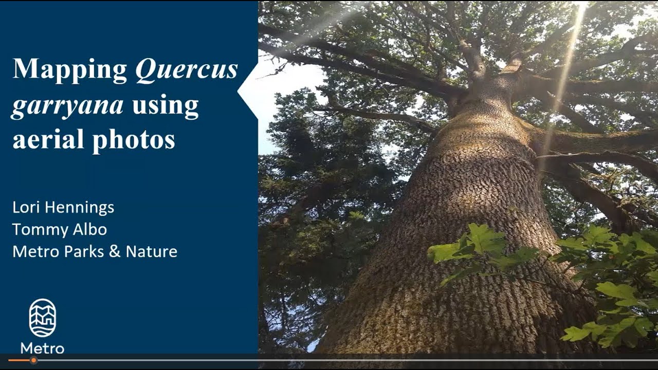 Mapping Oregon white oak distribution using aerial photographs (Session 1) | 8 December 2025