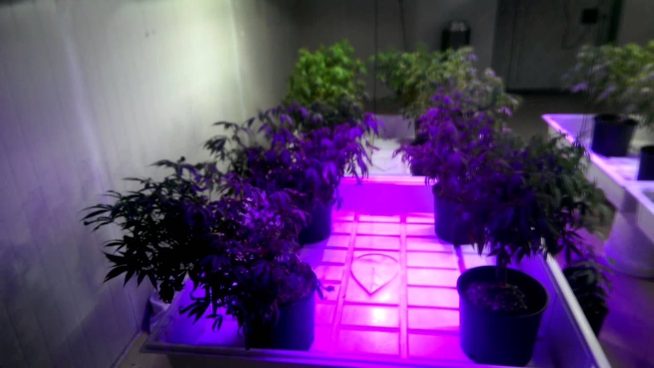 Oregon medical LED grow