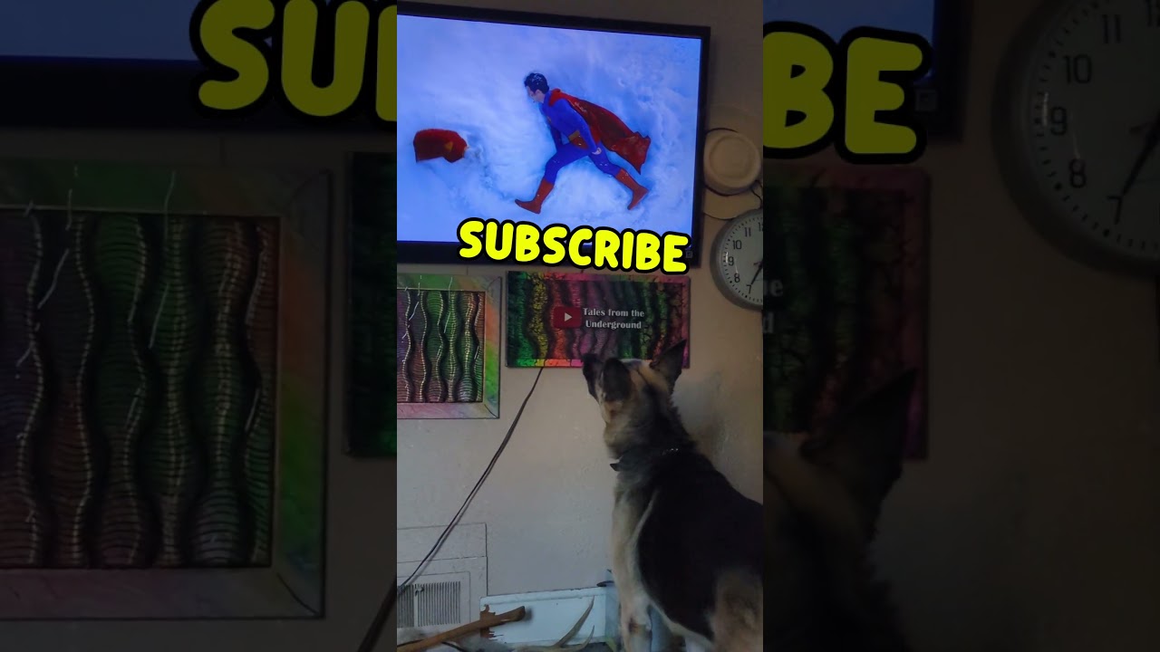 Diesel Loves KRYPTO #germanshepheard # German Shepherd puppy