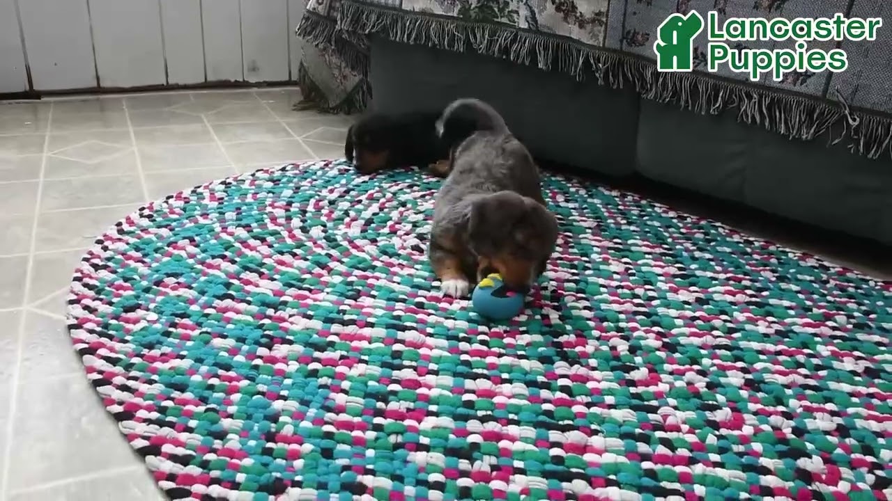 Precious Miniature Dachshund Puppies