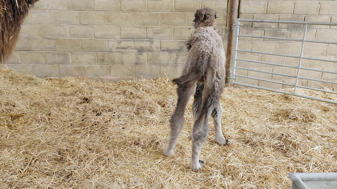 Baby camel