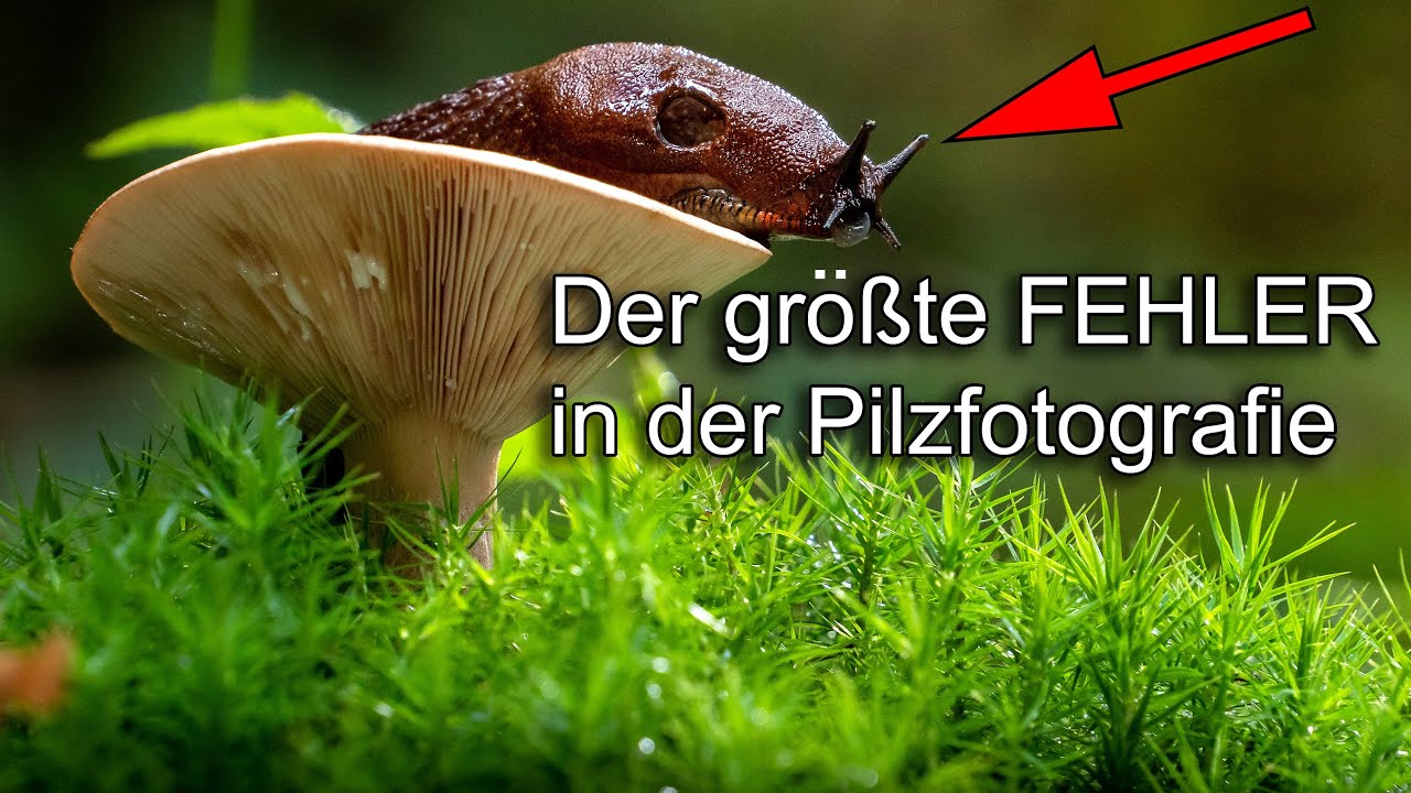 SO solltest du Pilze 🍄 auf KEINEN FALL fotografieren!