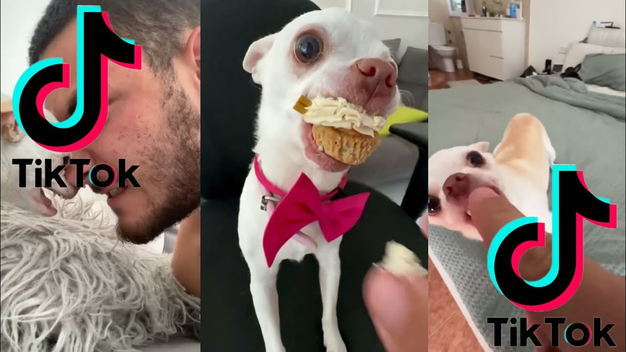 mreviatar Tik Tok ] Смешные Tik Tok злые собаки Ники