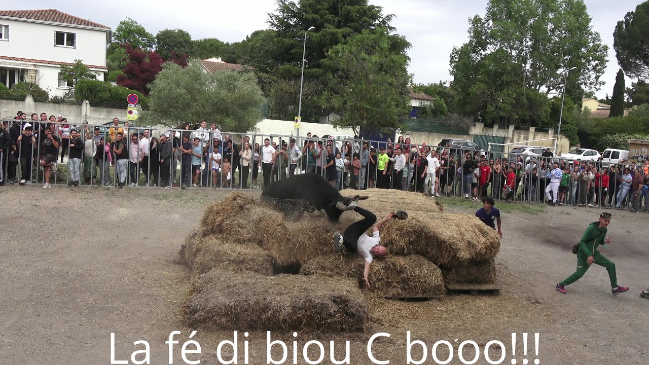 Saint Jean de Védas ▶Encierro & Abrivado◀ 24 et 25 Mai 2024 (manades Alain et Tommy).