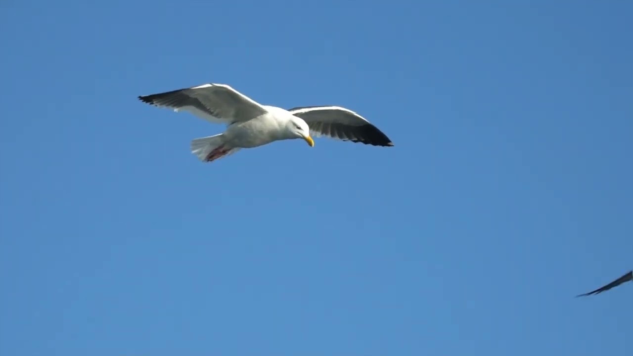 BİRGENÇLİK FEDA ETTİK  SÖZ MÜZİK UTKU SEFA SUBAŞI 