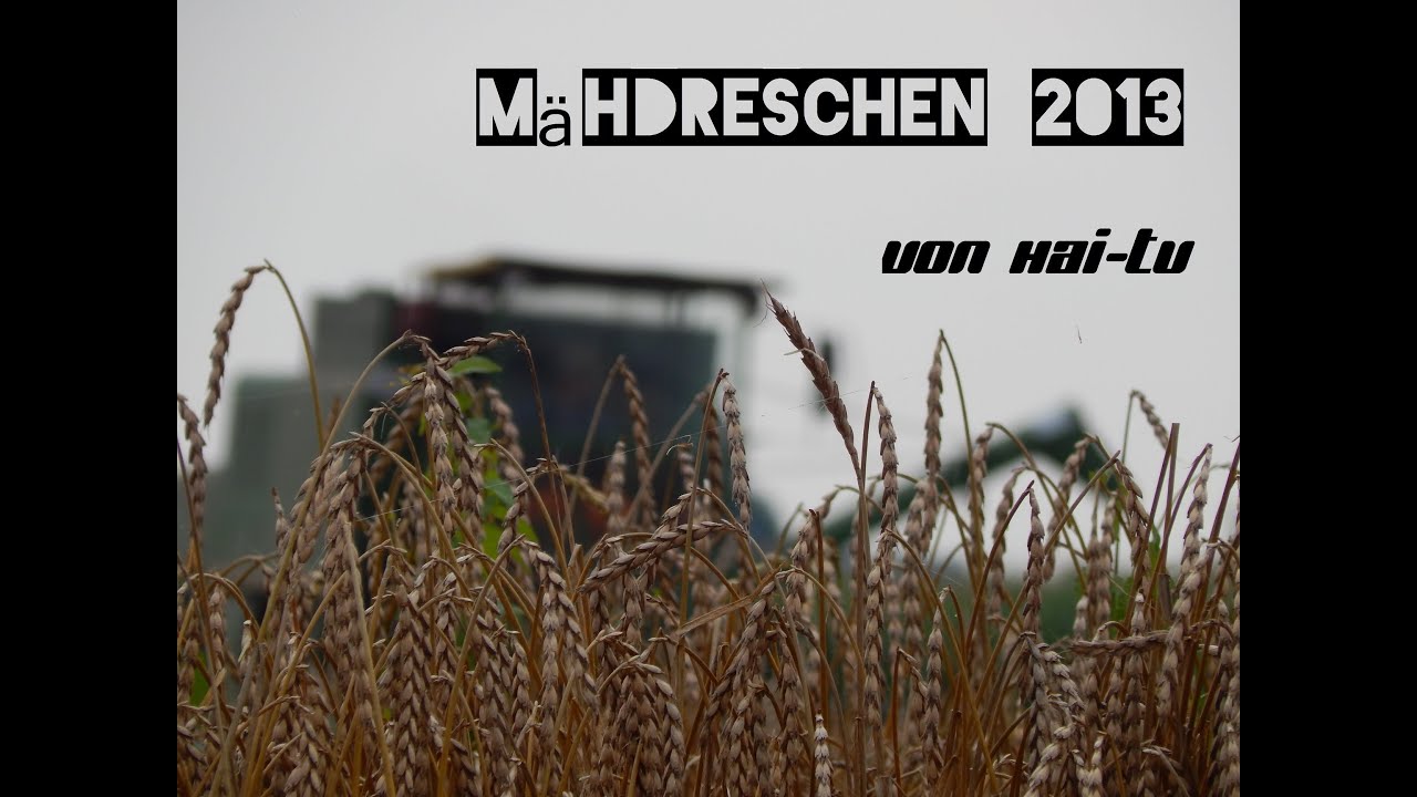 Dreschen 2013 [IHC 423/IHC 956 XL/John Deere 945]